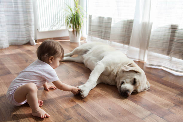 Pet friendly floor | Family Floors
