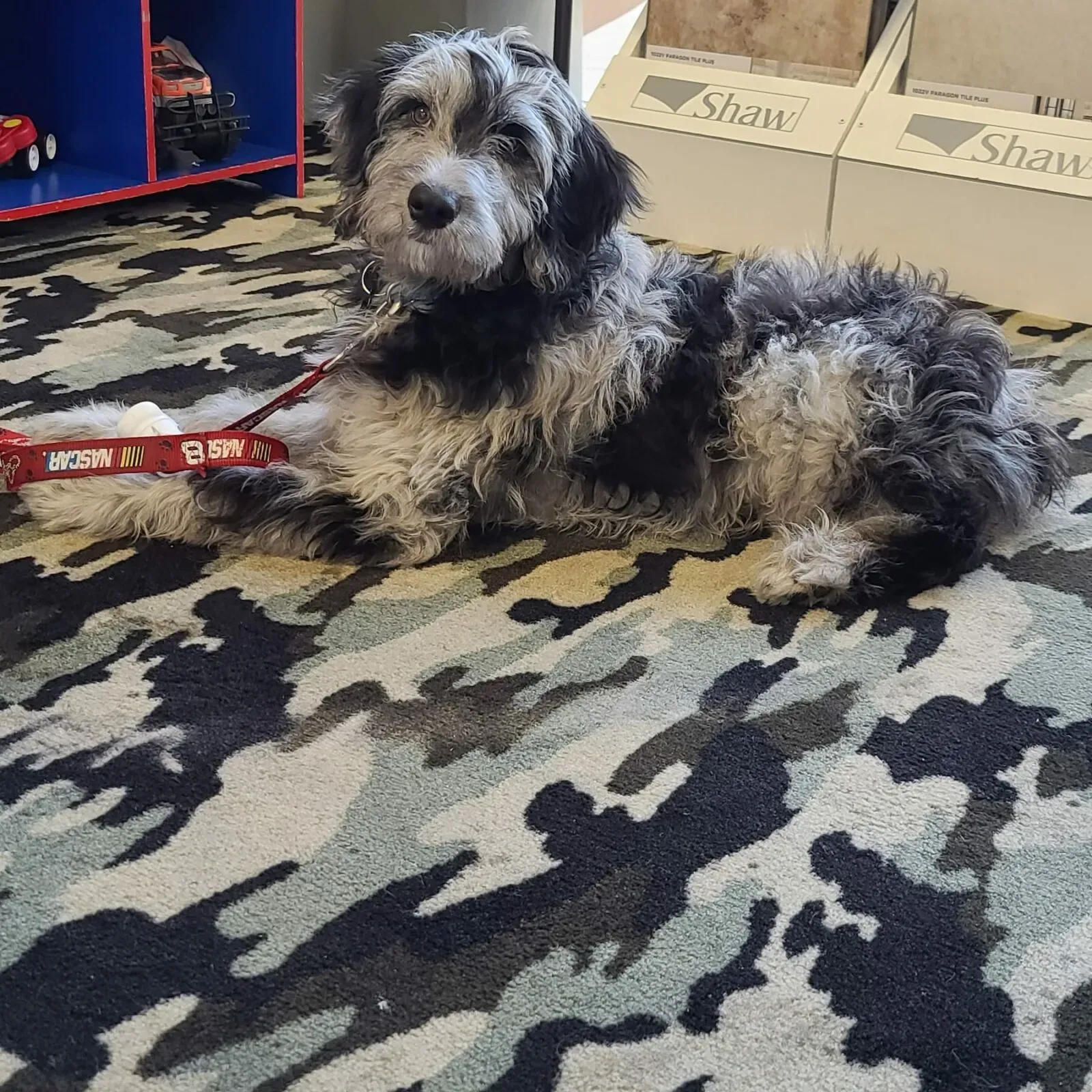 Pet perfect flooring | Family Floors